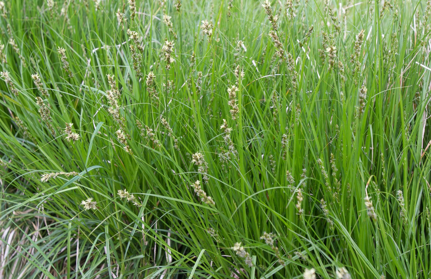Carex spicata - Cruydt-Hoeck
