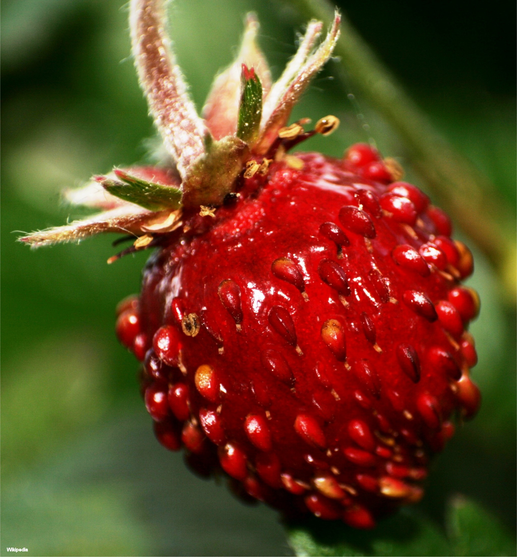 Fragaria vesca vrucht-(AnRo0002)