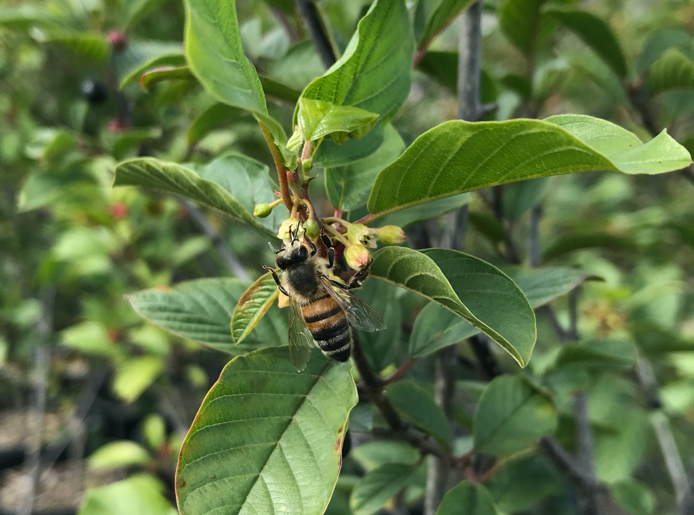 Honingbij op bloem Sporkehout