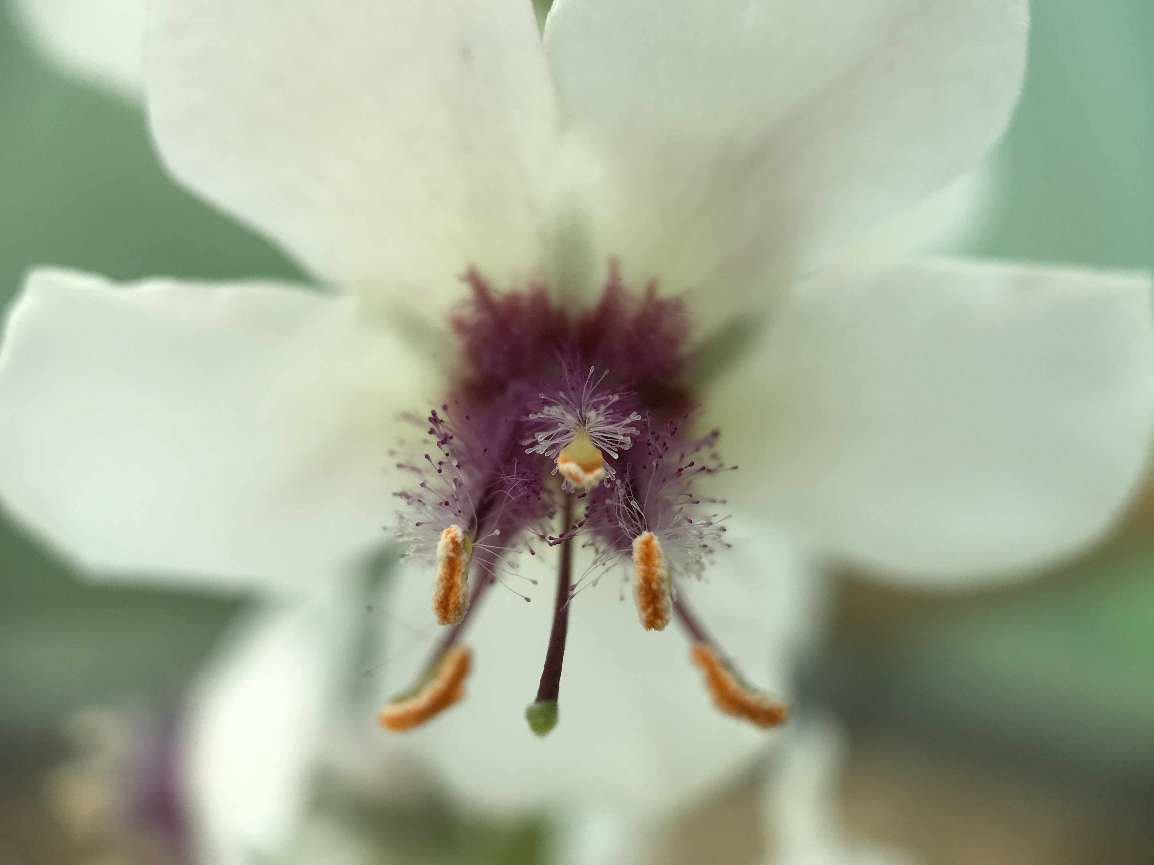 Mottenkruid - Verbascum blattaria - wit - Planten van hier