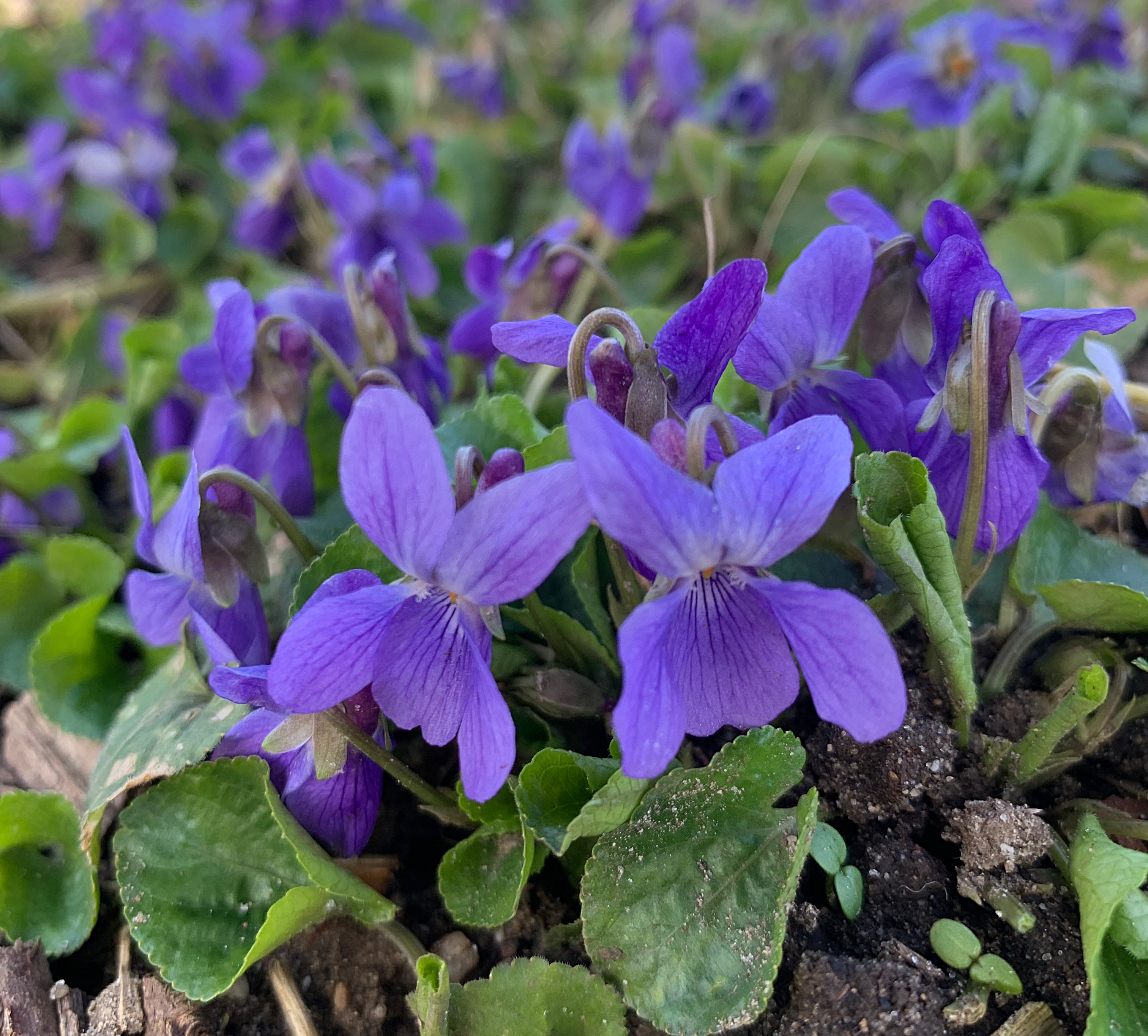 Maarts viooltje - Viola odorata - Planten van hier 1