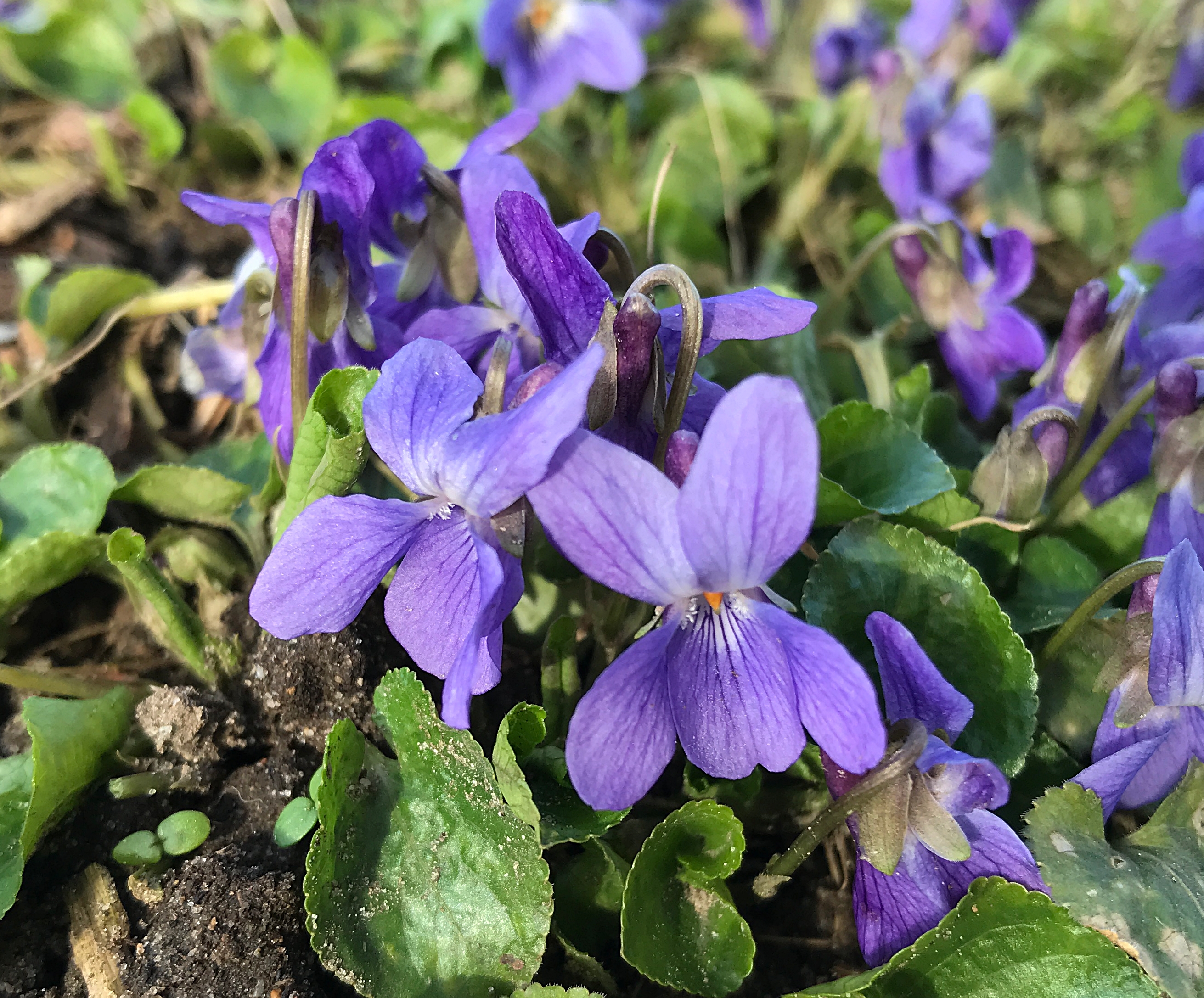 Maarts viooltje - Viola odorata - Planten van hier 2