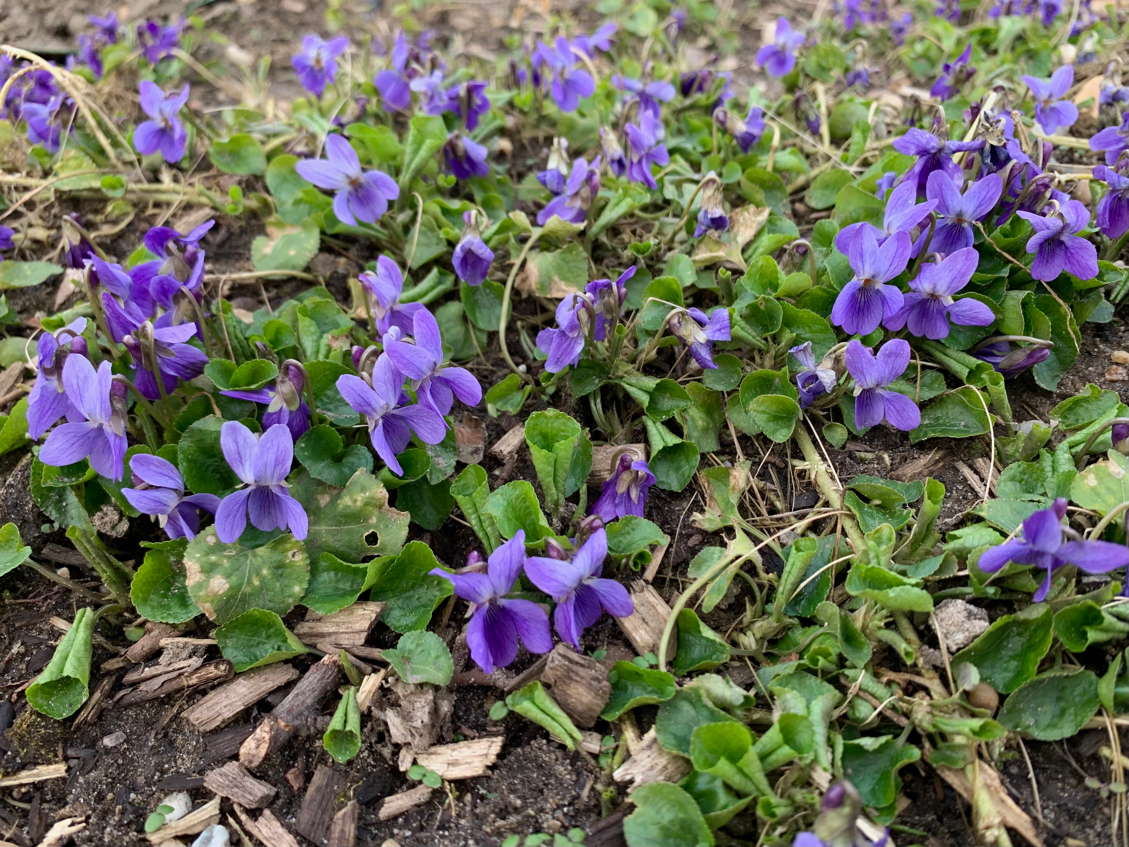Maarts viooltje - Viola odorata - Planten van hier 4