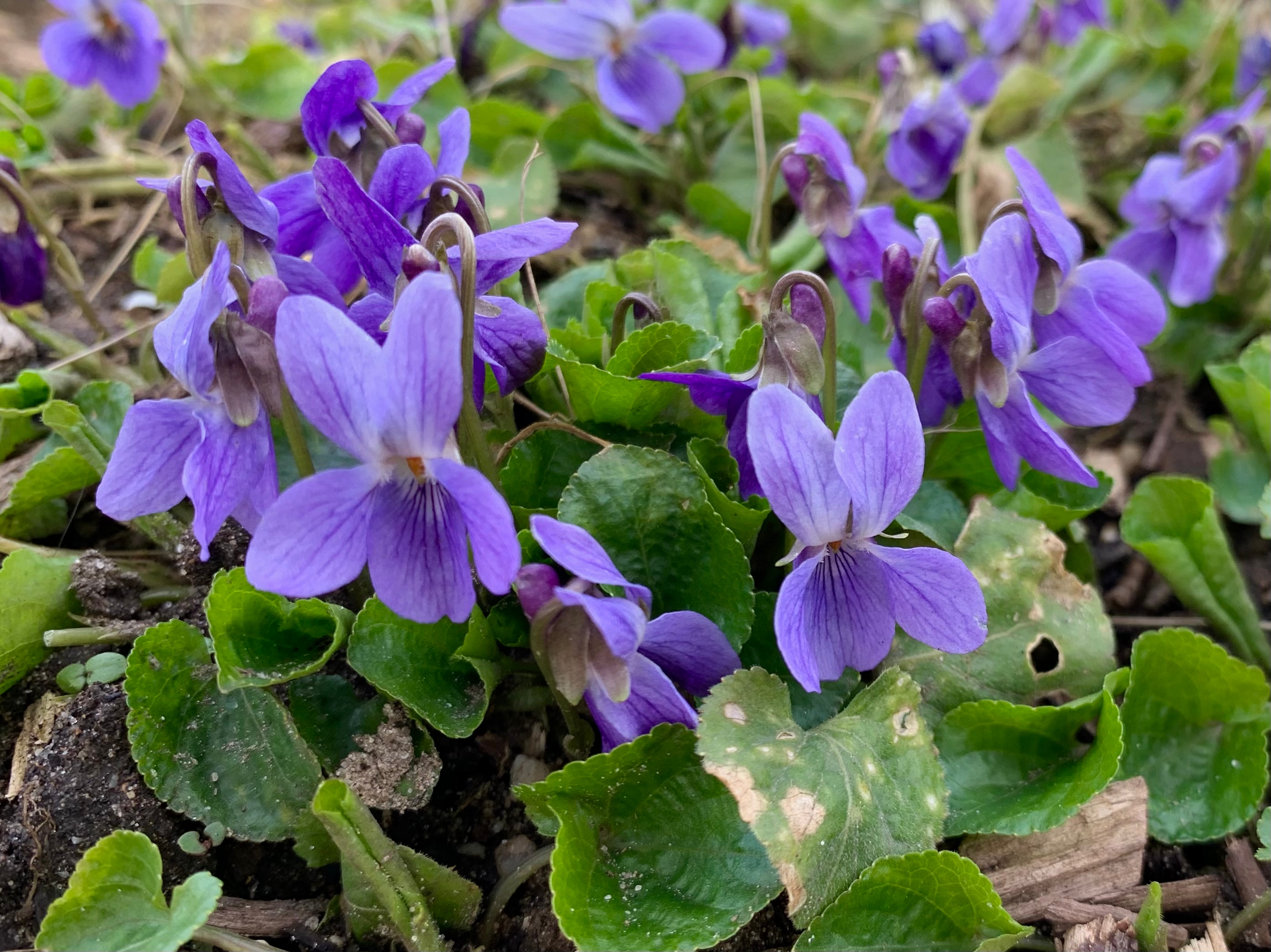 Maarts viooltje - Viola odorata - Planten van hier 5