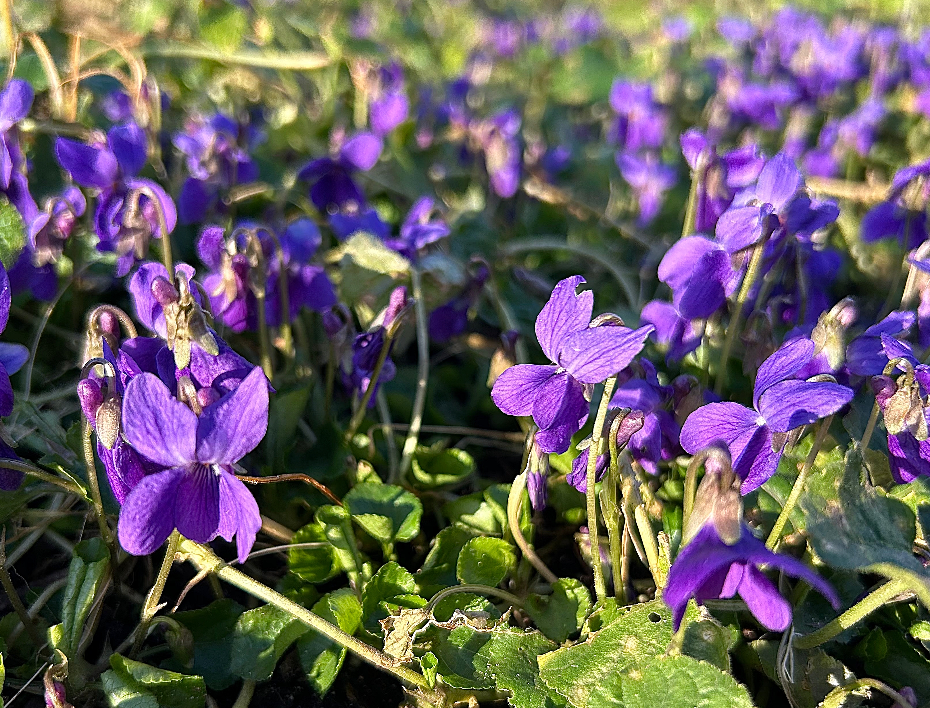 Maarts viooltje - Viola odorata - Planten van hier 