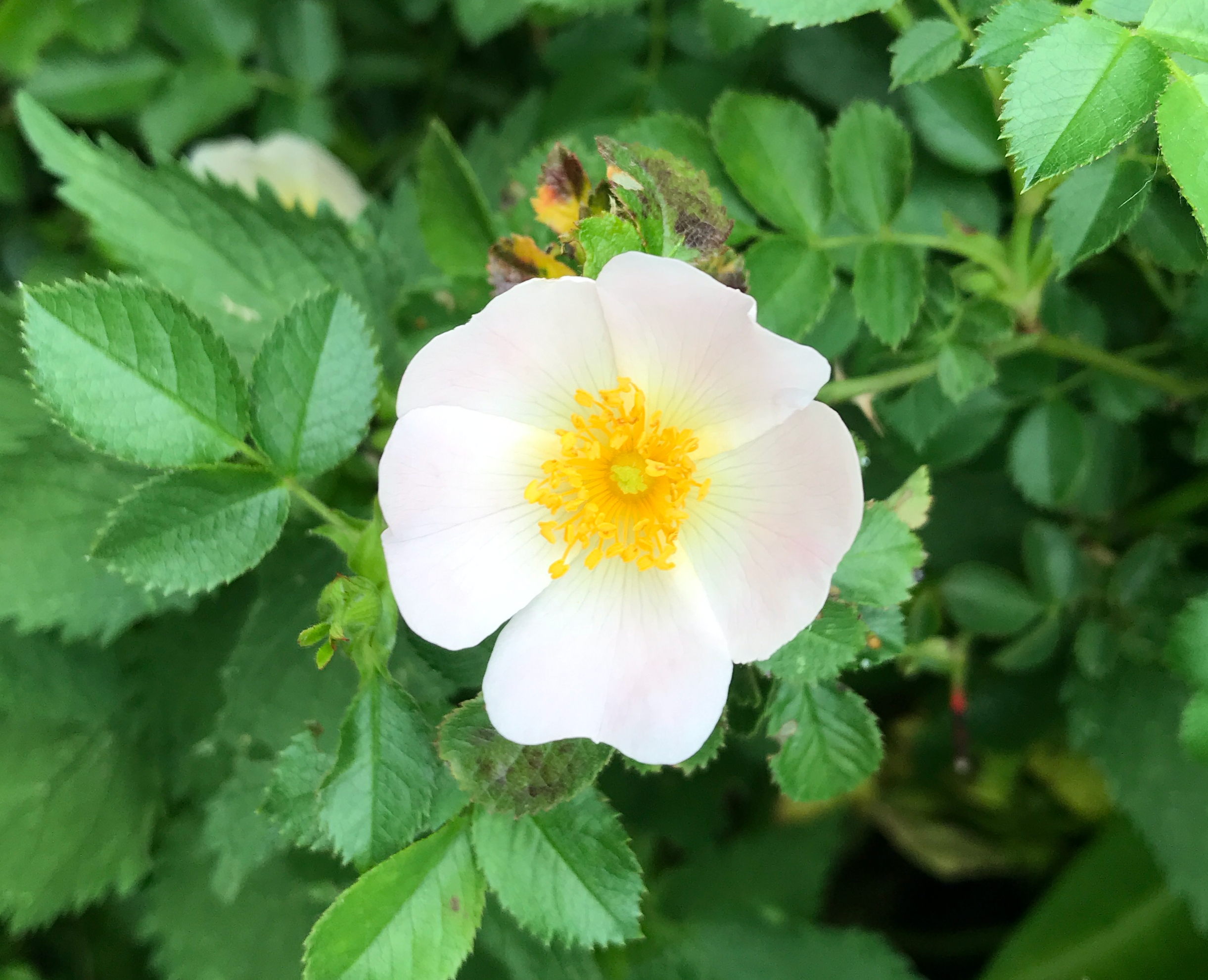 Ontluikende Bosroos bloem - Rosa arvensis