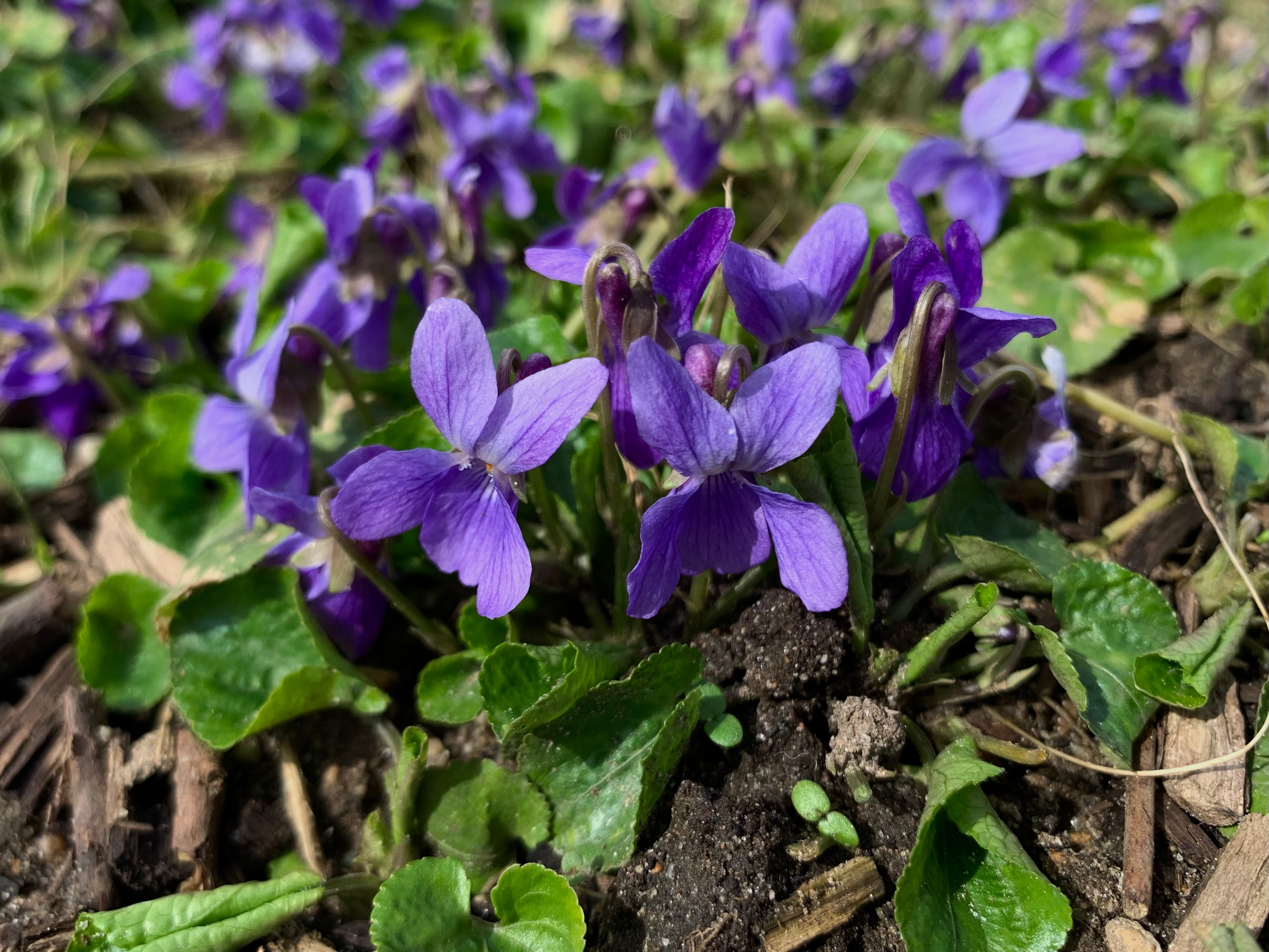Maarts viooltje - Viola odorata - Planten van hier 