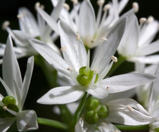 Allium ursinum bloem