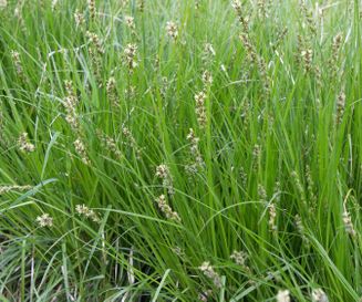 Carex spicata - Cruydt-Hoeck
