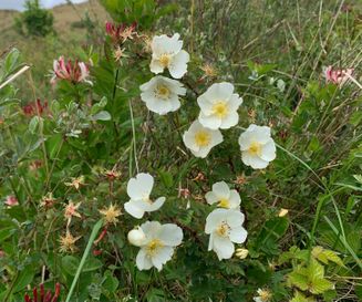 Duinroos - Rosa spinosissima - Planten van hier - soort