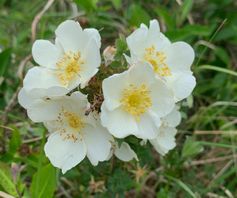 Duinroos - Rosa spinosissima