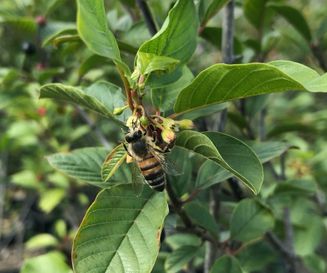 Honingbij op bloem Sporkehout