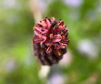 Grote pimpernel - Sanguisorba officinalis - Planten van hier
