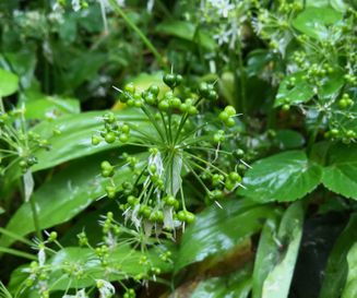 Allium ursinum - Daslook - Planten van hier