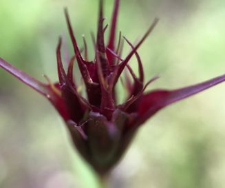 Kartuizer anjer - dianthus carthusianorum - Planten van hier