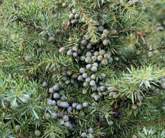 Jeneverbes - Juniperus communis - Planten van hier