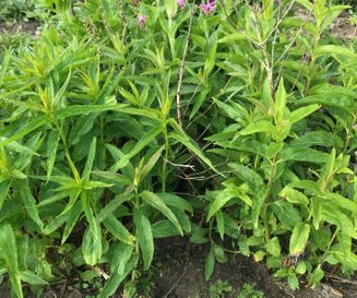Lange ereprijs - Veronica longifolia - Planten van hier