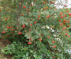 Wilde lijsterbes - Sorbus aucuparia - planten van hier