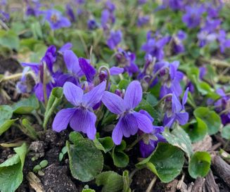 Maarts viooltje - Viola odorata - Planten van hier 3
