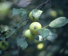 Wilde appel - malus sylvestris