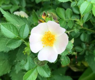 Ontluikende Bosroos bloem - Rosa arvensis