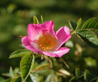 Rosa rubiginosa bloem avondlicht - henny ketelaar