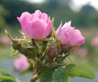 Rosa rubiginosa bloem en knoppen - Henny Ketelaar