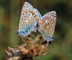 Securigera varia + Icarusblauwtjes (Polyommatus_icarus)_mating,_male_(