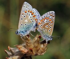 Securigera varia + Icarusblauwtjes (Polyommatus_icarus)_mating,_male_(