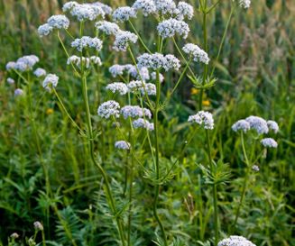 Valeriana officinalis (Christian Fischer - CC BY-SA 3.0)