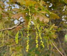 Zomereik - Quercus robur - Planten van hier