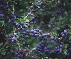 Sleedoorn - Prunus spinosa